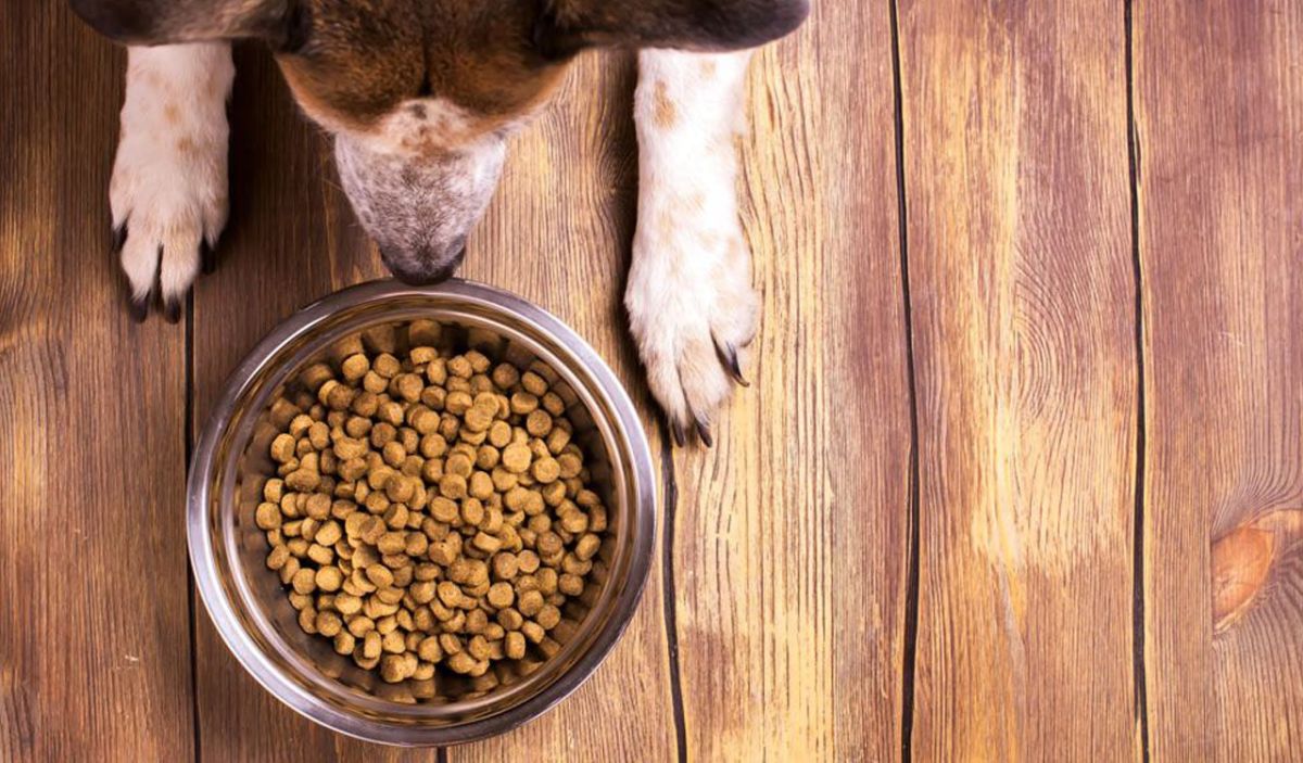 Cibo ipoallergenico per cani: quale scegliere?